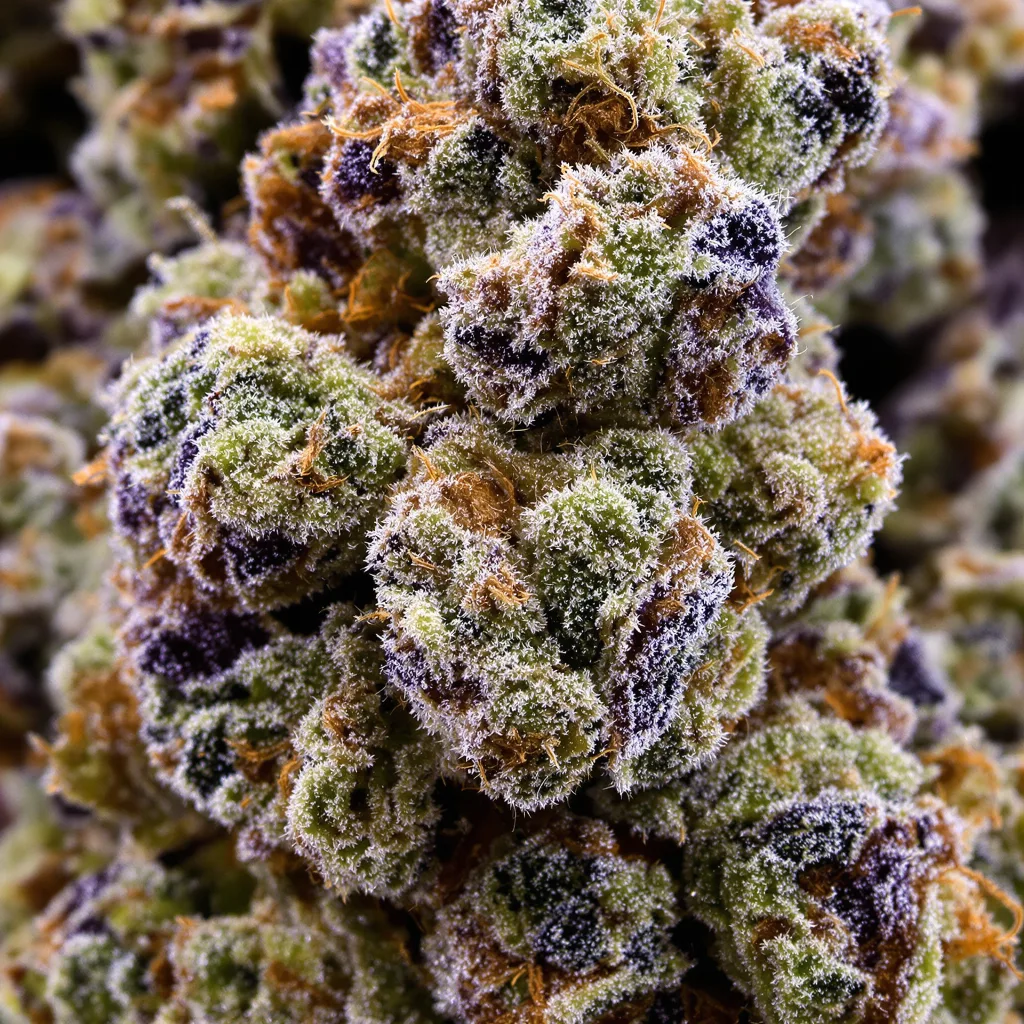 Gros plan de fleur de cannabis Blue Kush montrant structure équilibrée avec trichomes givrés