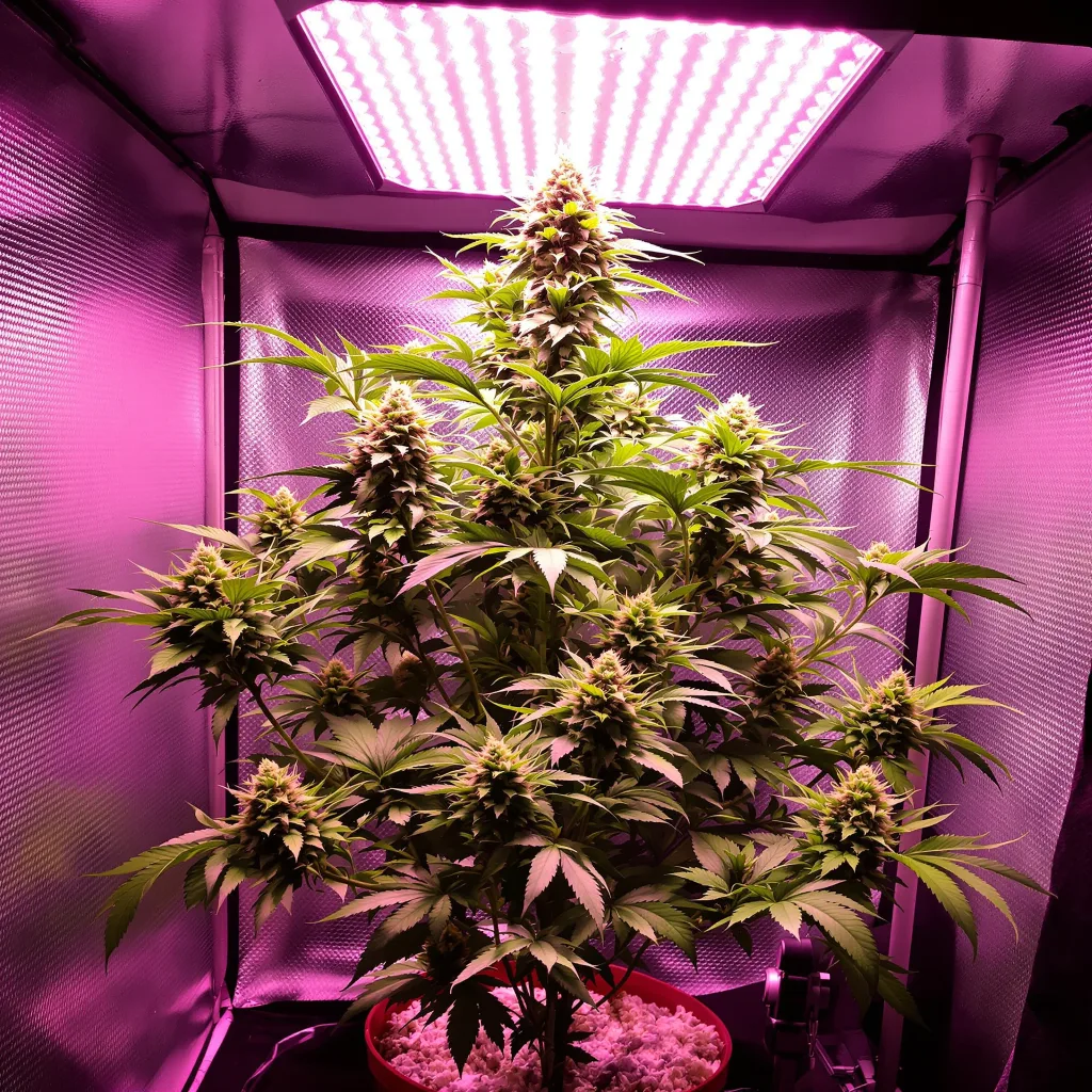 Plante de cannabis Blue Lights en floraison — 90-130 cm féminisée