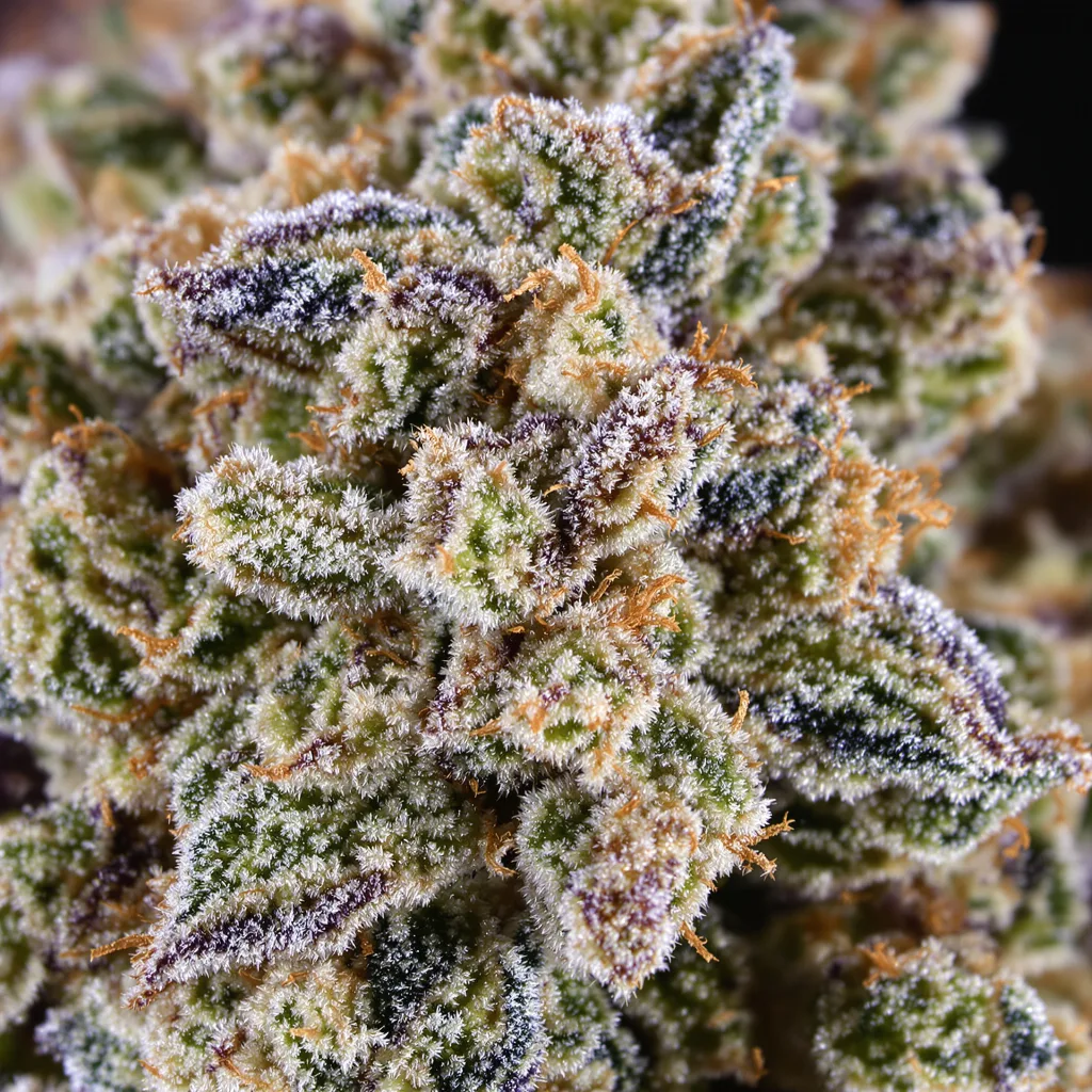 Gros plan de fleur de cannabis Blue Lyly montrant structure équilibrée avec trichomes givrés
