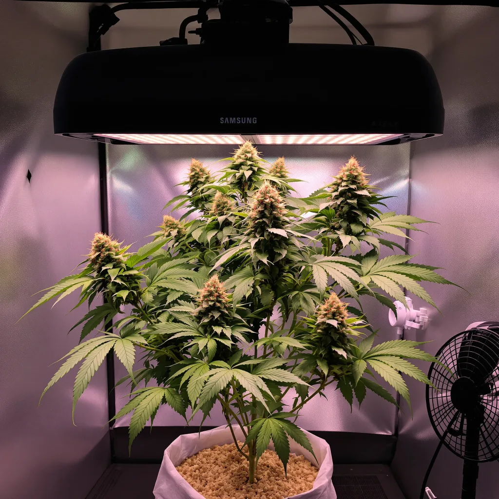Plante de cannabis Blue Ox en floraison — 90-130 cm féminisée