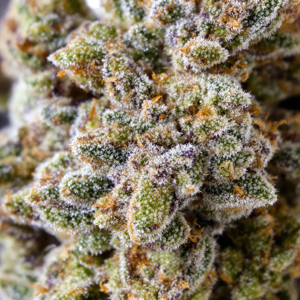 Gros plan de fleur de cannabis Blue Power montrant structure équilibrée avec trichomes givrés