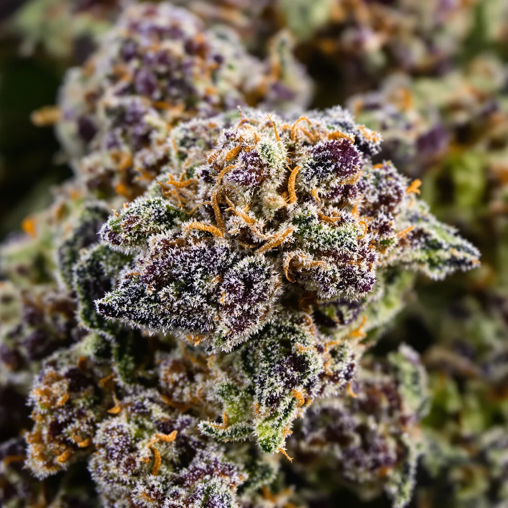 Gros plan de fleur de cannabis Blue Zkittlez montrant calices denses aux reflets violets