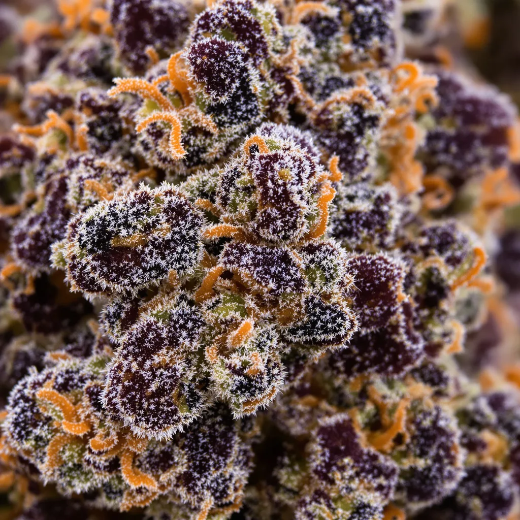 Gros plan de fleur de cannabis Blue Zombie montrant calices denses aux reflets violets
