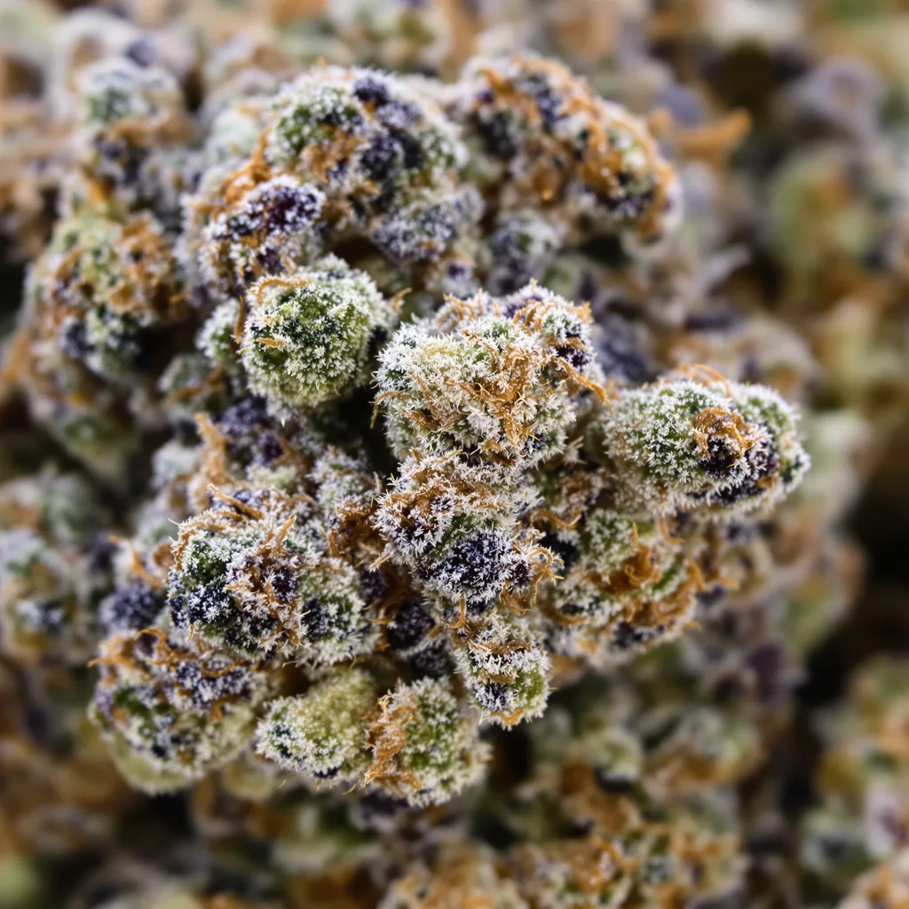 Gros plan de fleur de cannabis Blue Zombie montrant calices denses aux reflets violets
