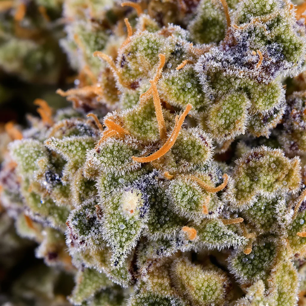 Gros plan de fleur de cannabis Blue Zushi montrant structure ouverte avec pistils orangés