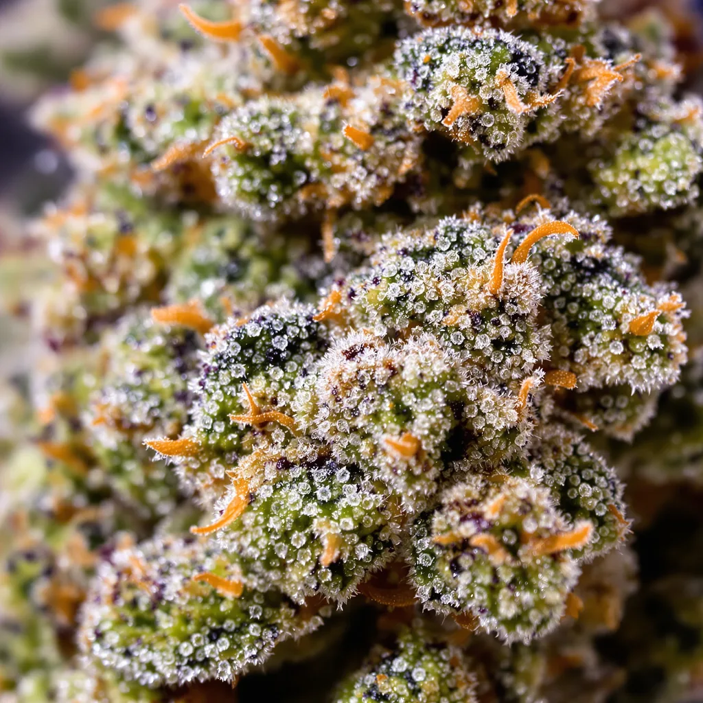 Gros plan de fleur de cannabis Blueberry AK montrant structure équilibrée avec trichomes givrés
