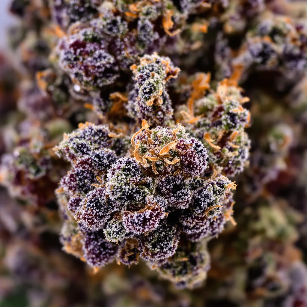 Gros plan de fleur de cannabis Blueberry montrant calices denses aux reflets violets
