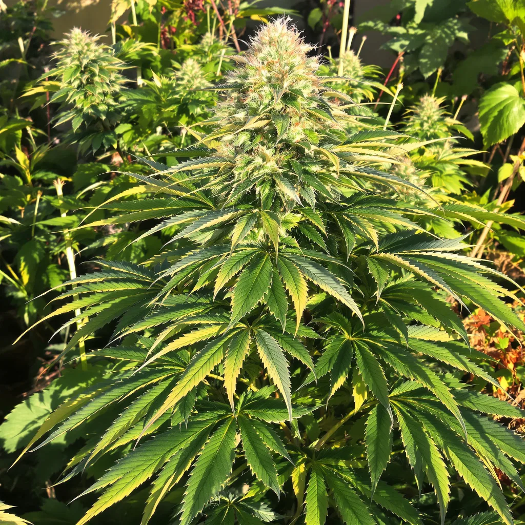 Blueberry Badazz OG 78% indica / 22% sativa — fleur avec trichomes visibles