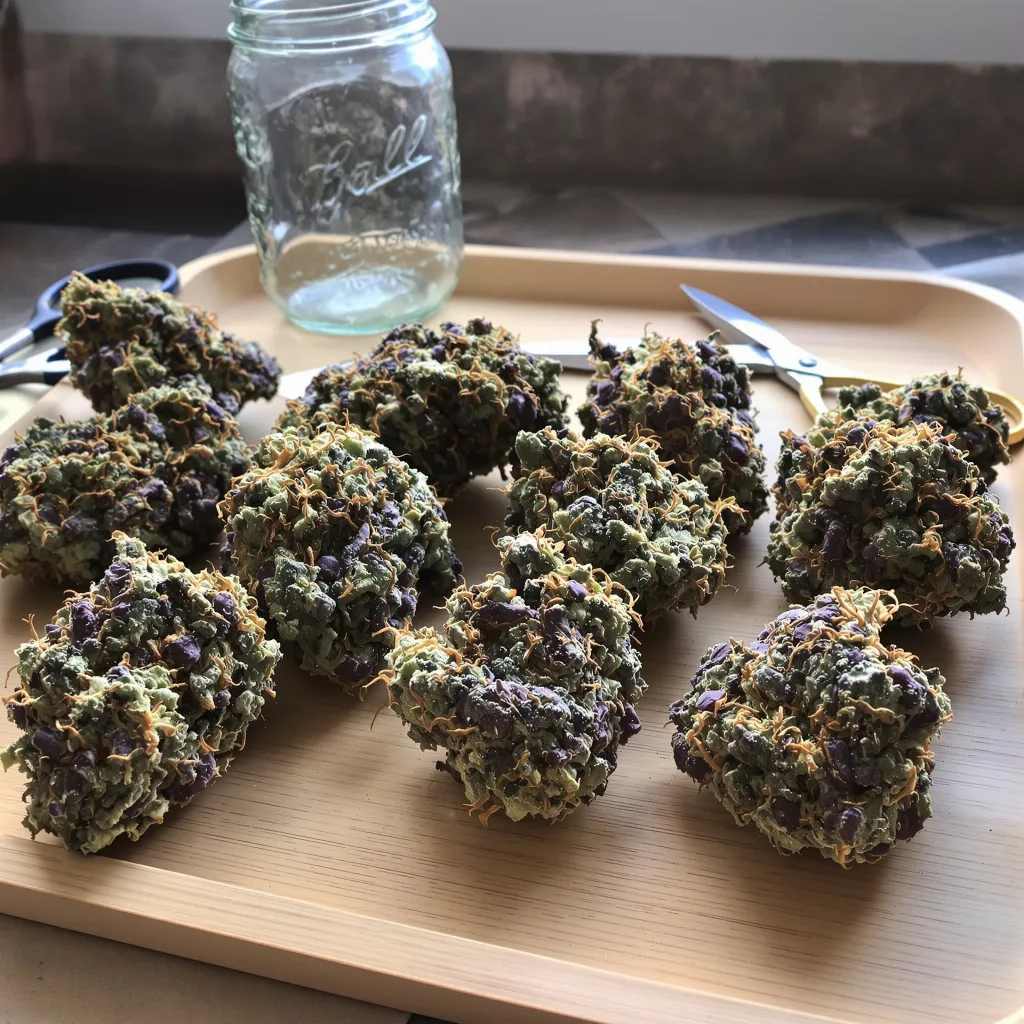Blueberry 80% indica / 20% sativa — fleur avec trichomes visibles