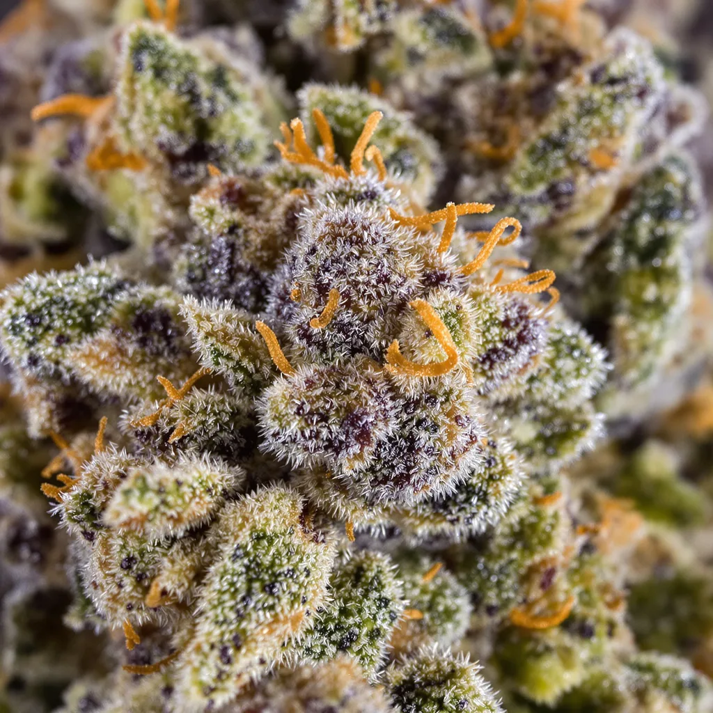 Gros plan de fleur de cannabis Blueberry Gusto montrant calices denses aux reflets violets