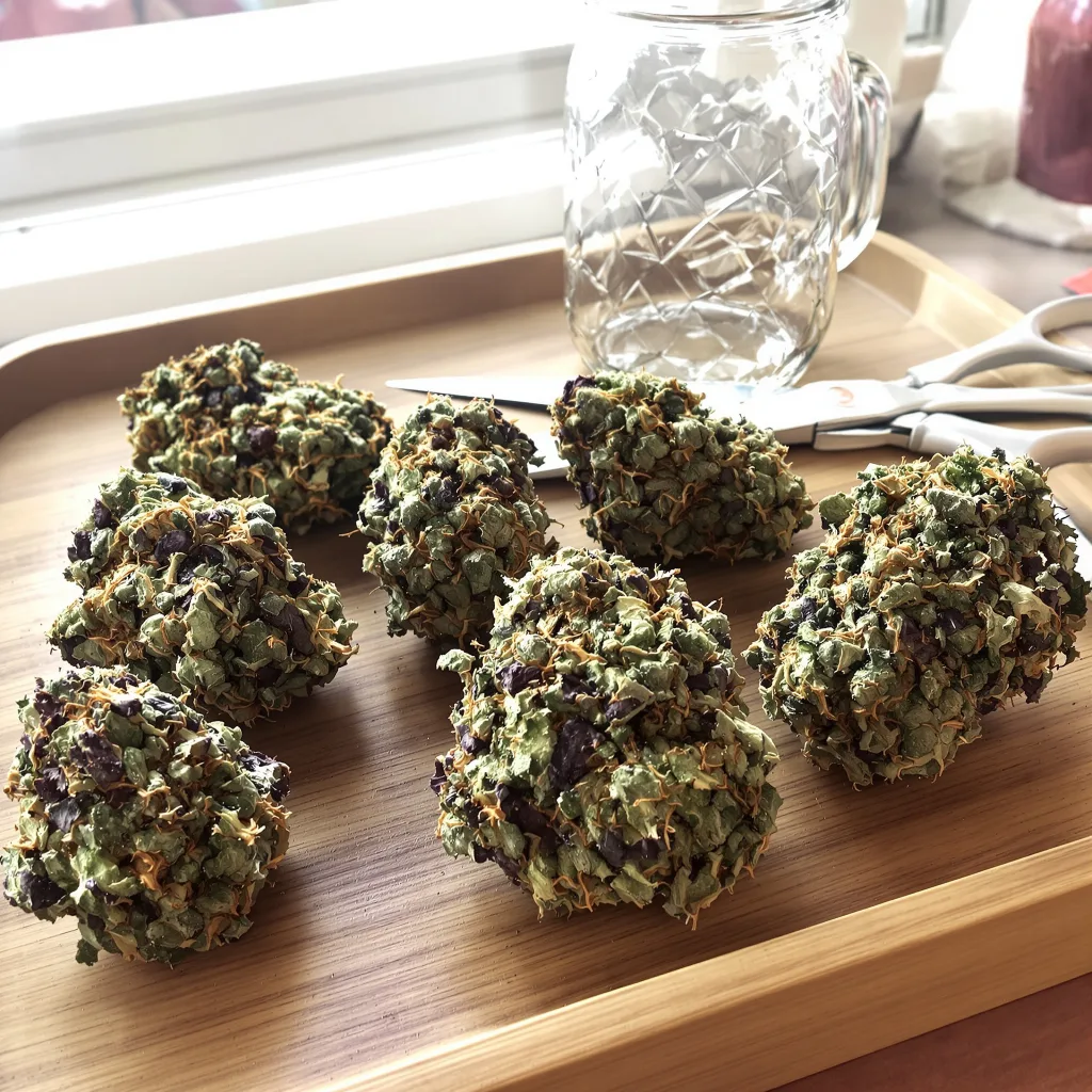 Blueberry Kush 80% indica / 20% sativa — fleur avec trichomes visibles