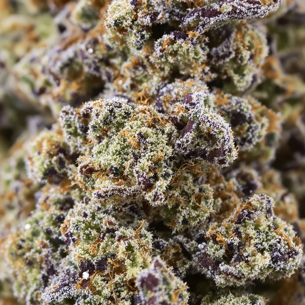 Gros plan de fleur de cannabis Blueberry Kush montrant calices denses aux reflets violets