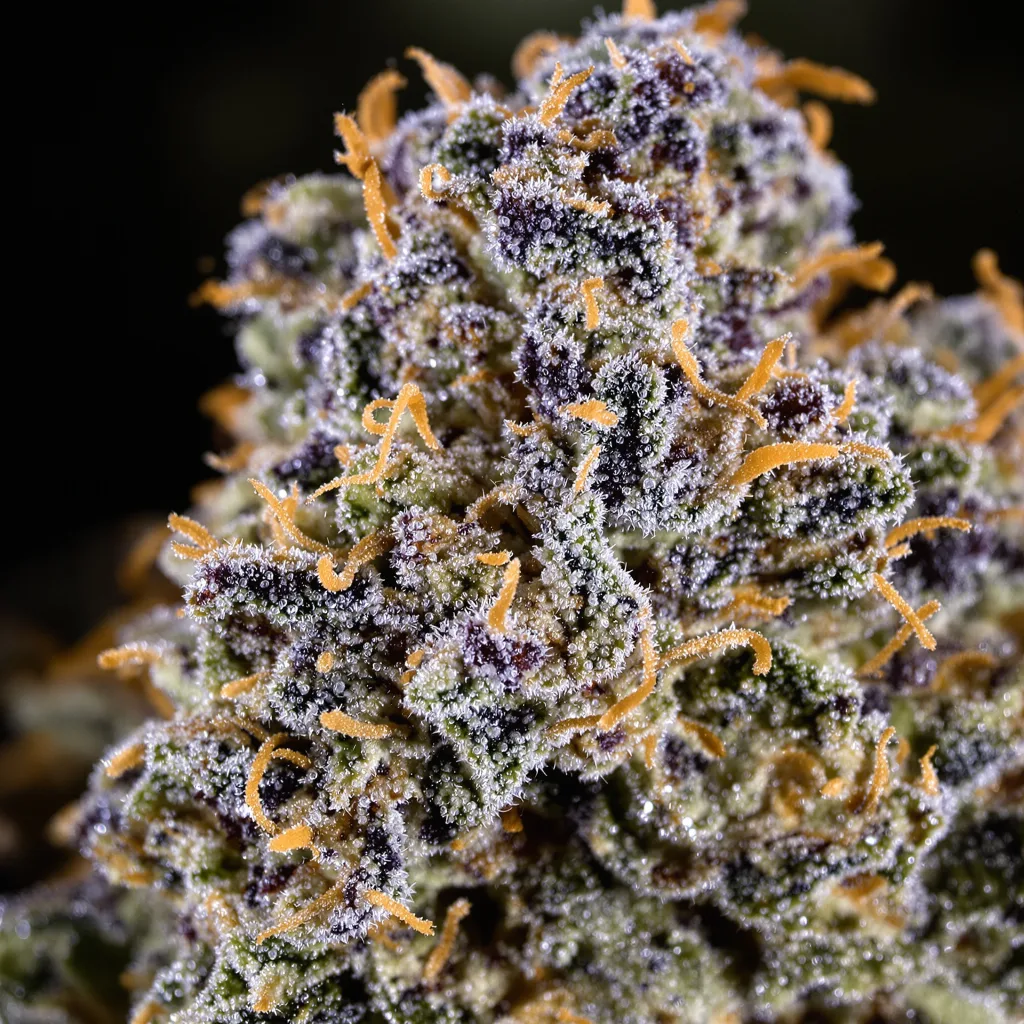 Gros plan de fleur de cannabis Blueberry Milk montrant calices denses aux reflets violets