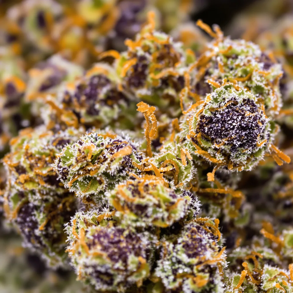 Gros plan de fleur de cannabis Blueberry Skunk montrant calices denses aux reflets violets