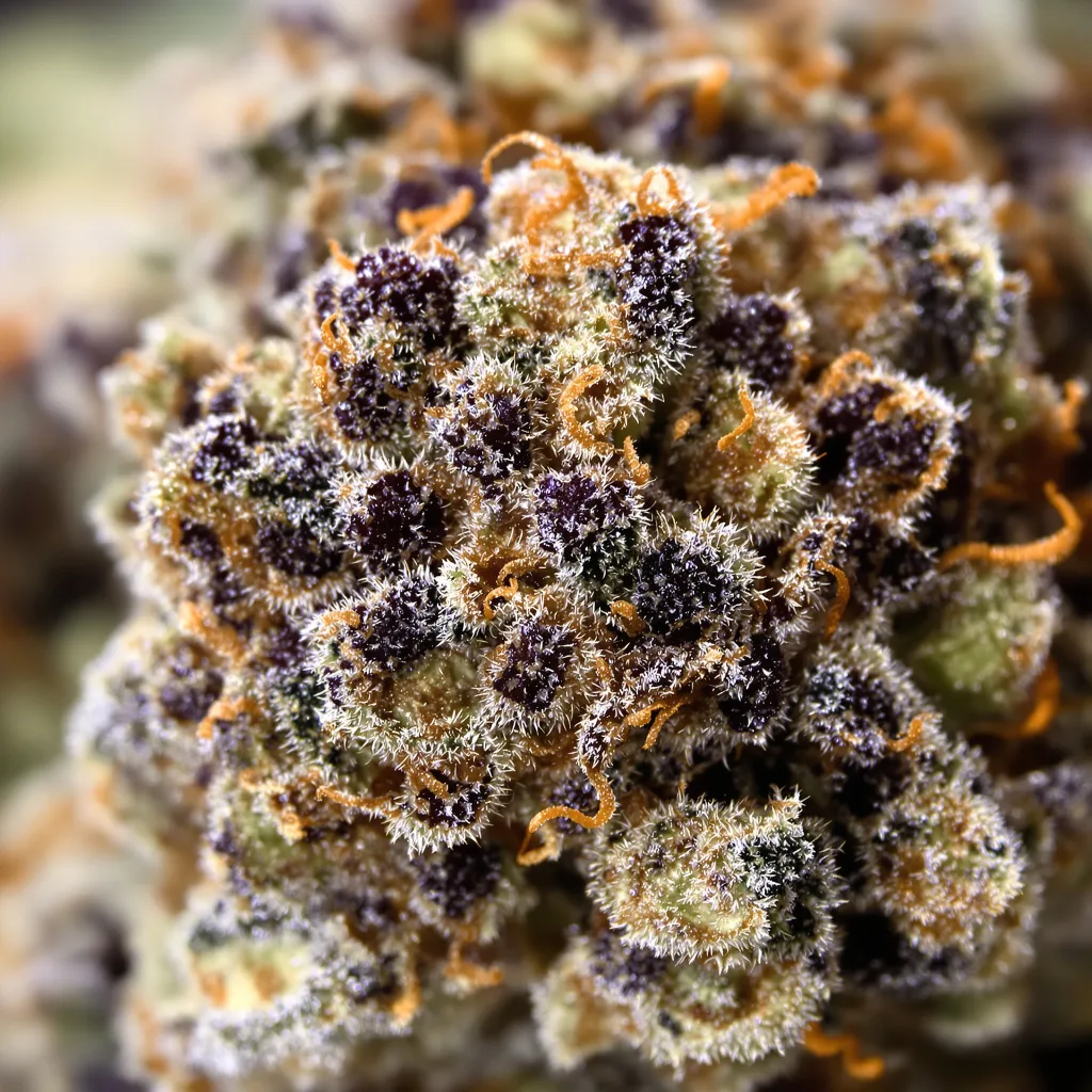Gros plan de fleur de cannabis Blueberry Space Cake montrant calices denses aux reflets violets