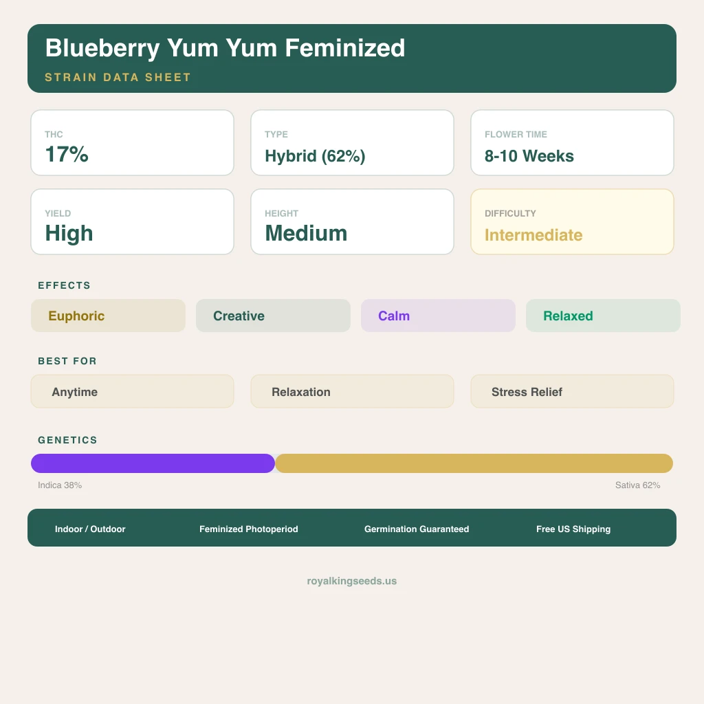 Blueberry Yum Yum 38% indica / 62% sativa — fleur avec trichomes visibles