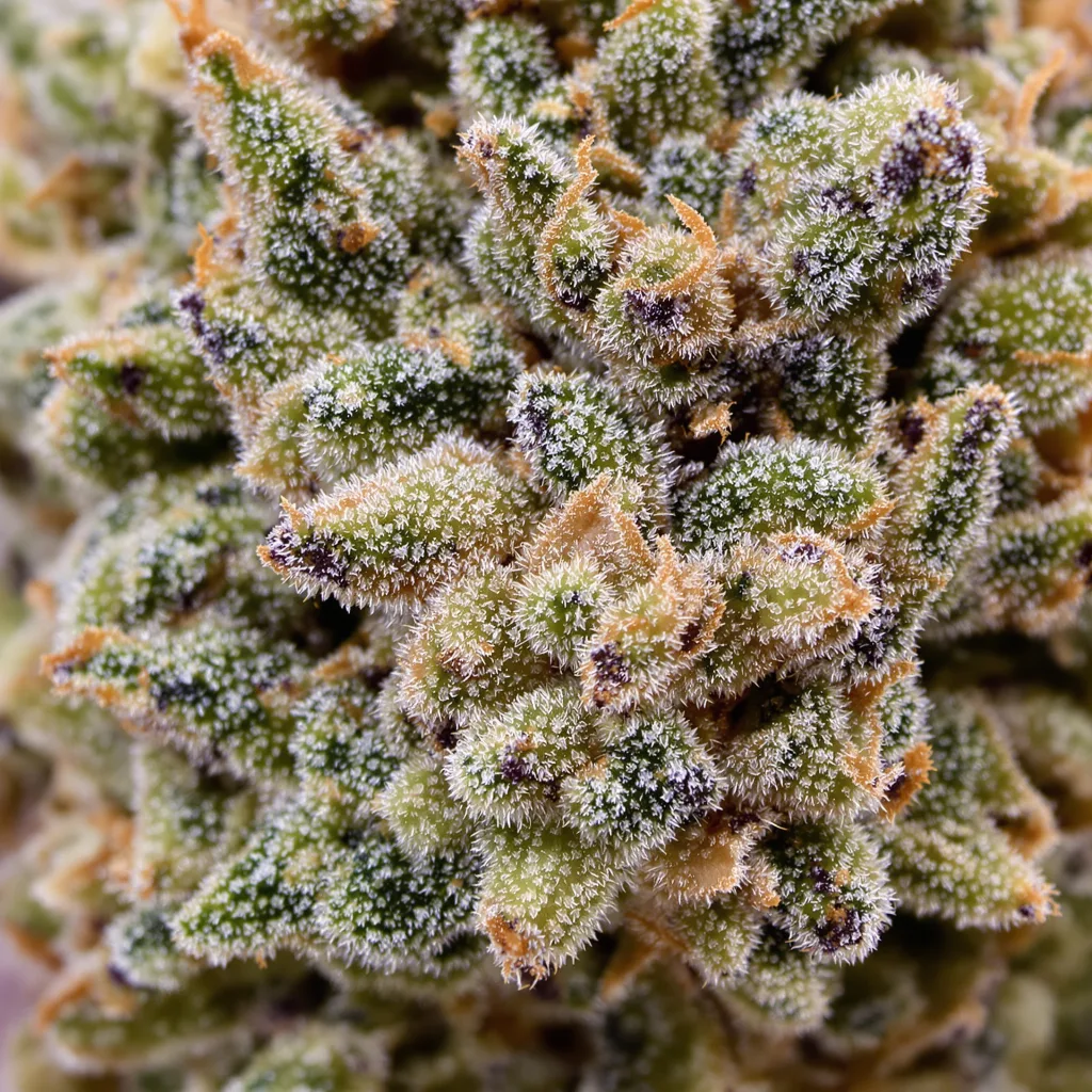 Gros plan de fleur de cannabis Blueberry Yum Yum montrant structure ouverte avec pistils orangés