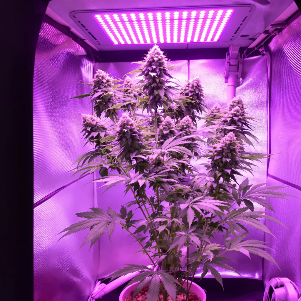 Plante de cannabis Bogart en floraison — 120-180 cm féminisée