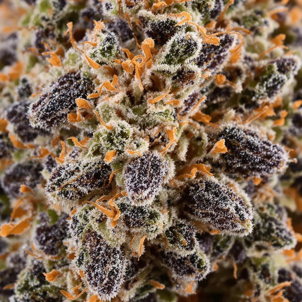 Gros plan de fleur de cannabis Brand X montrant calices denses aux reflets violets