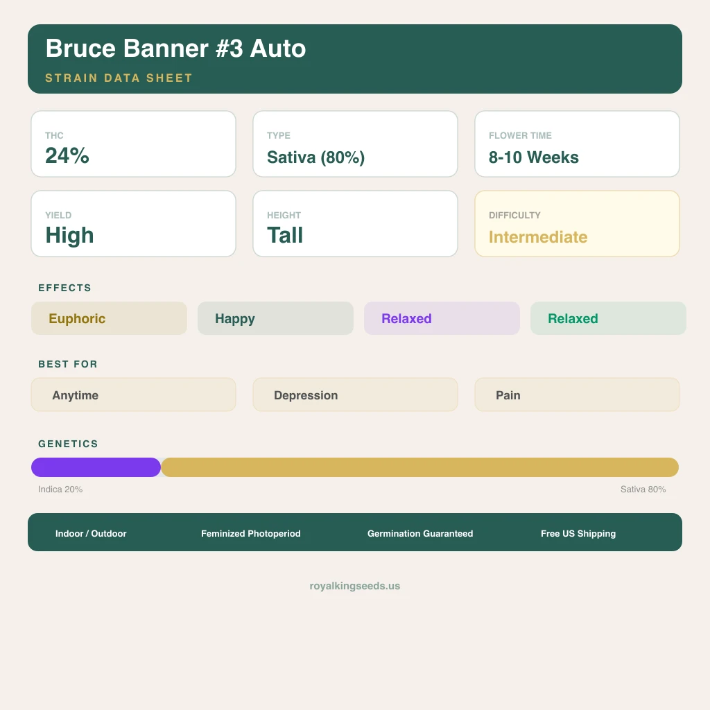 Bruce Banner #3 20% indica / 80% sativa — fleur avec trichomes visibles
