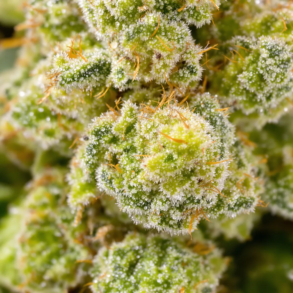 Gros plan de fleur de cannabis Bruce Banner #3 montrant structure aérée vert lime