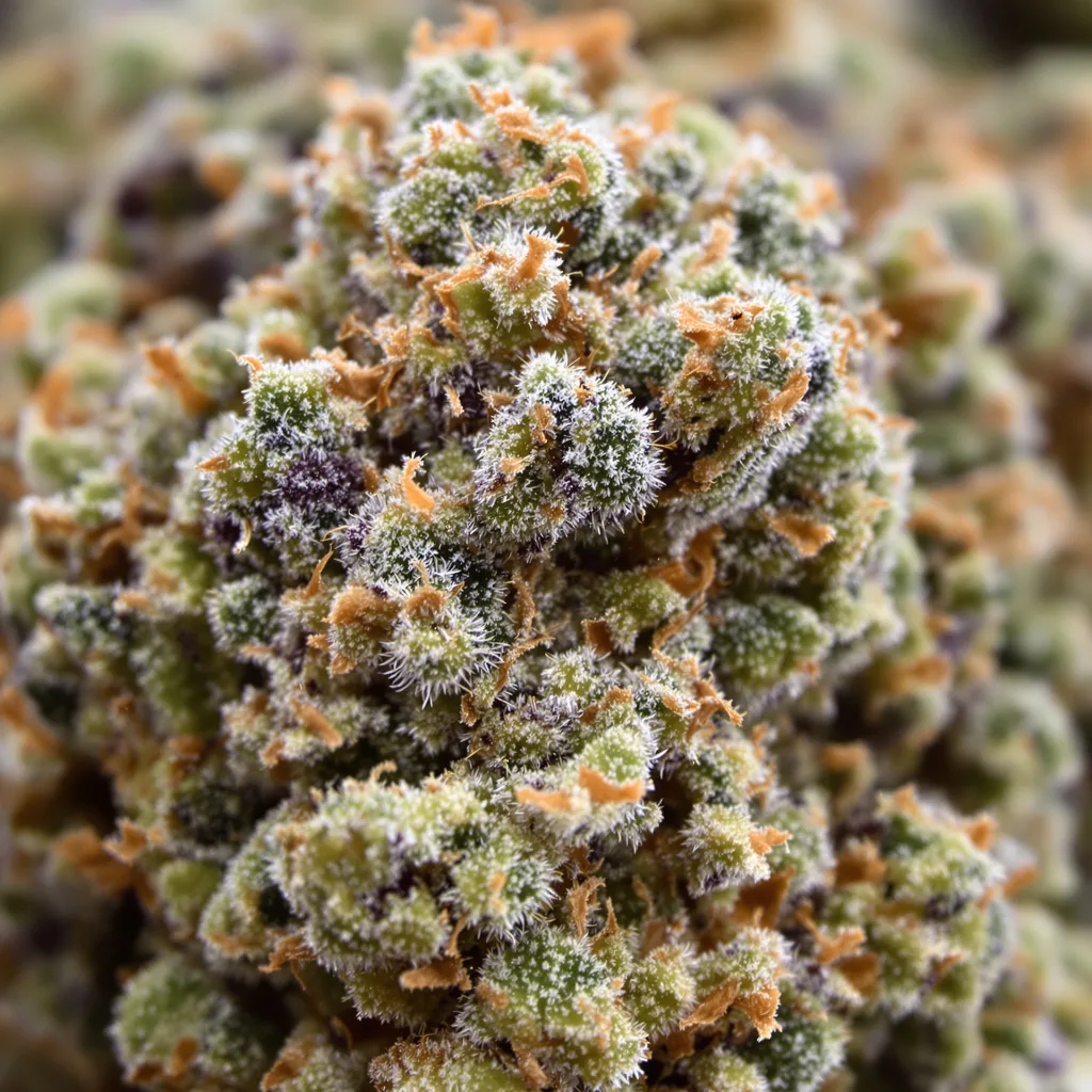 Gros plan de fleur de cannabis Bruce Banner montrant structure équilibrée avec trichomes givrés