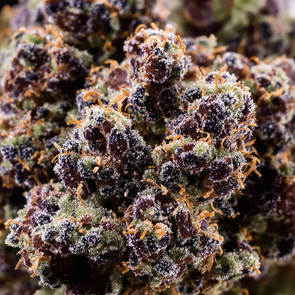 Gros plan de fleur de cannabis Bubba Gift montrant calices denses aux reflets violets