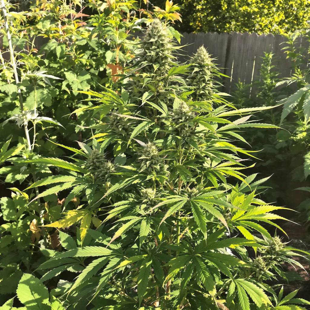 Bubba Gift 82% indica / 18% sativa — fleur avec trichomes visibles