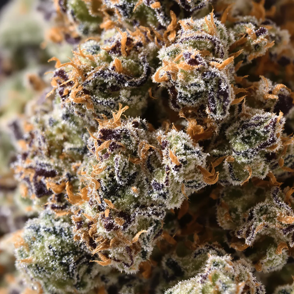 Gros plan de fleur de cannabis Bubba Kush montrant calices denses aux reflets violets