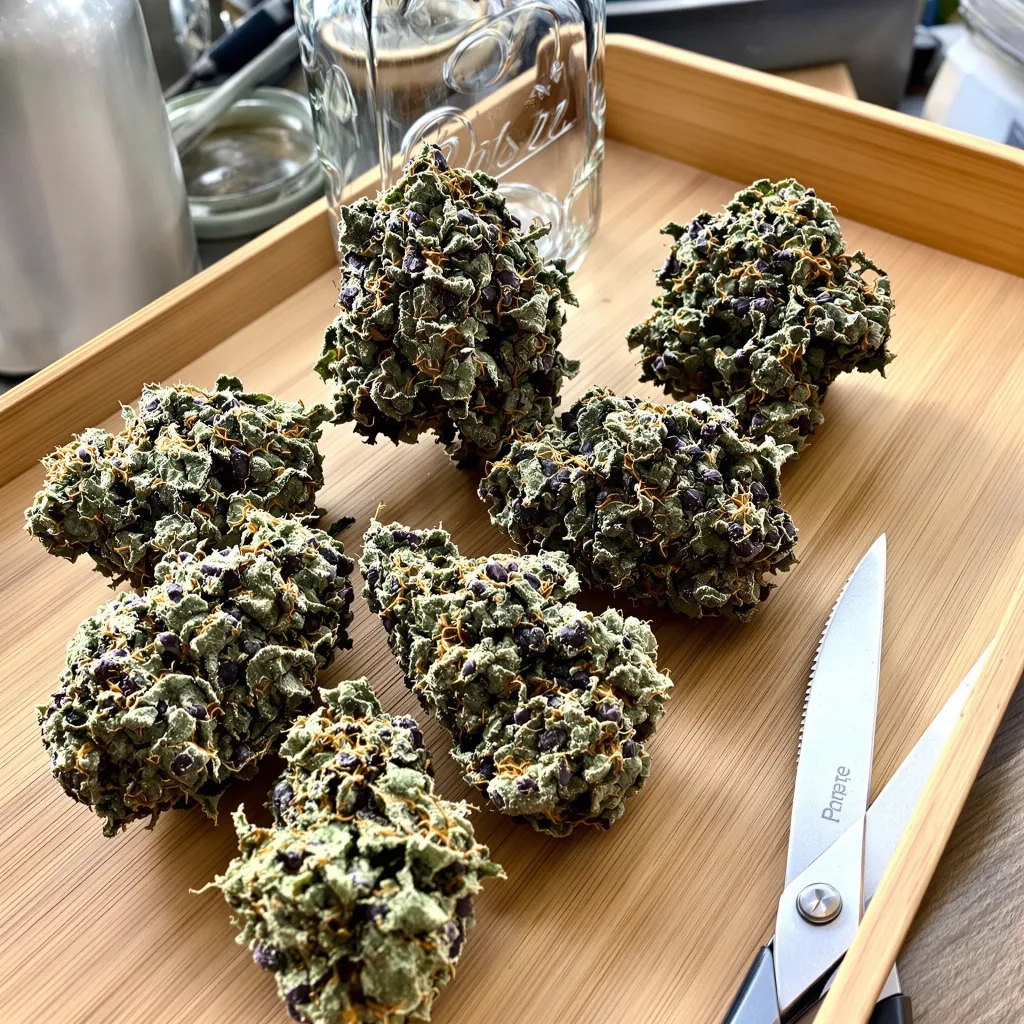 Bubba OG 80% indica / 20% sativa — fleur avec trichomes visibles