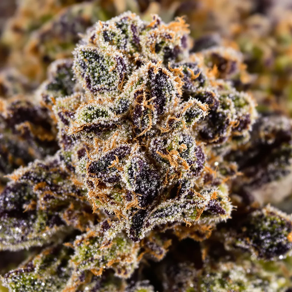 Gros plan de fleur de cannabis Bubba OG montrant calices denses aux reflets violets