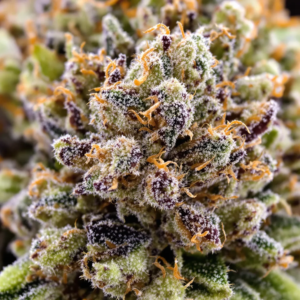 Gros plan de fleur de cannabis Bubba Tom Hayes montrant structure ouverte avec pistils orangés