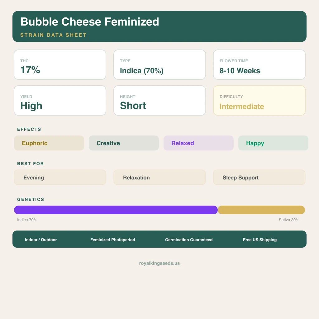 Bubble Cheese 70% indica / 30% sativa — fleur avec trichomes visibles