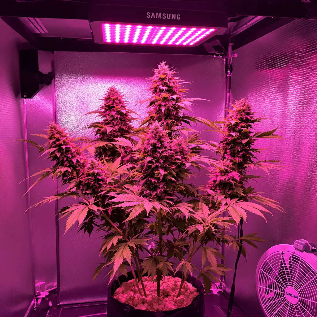 Plante de cannabis Bubblegum en floraison — 120-180 cm féminisée