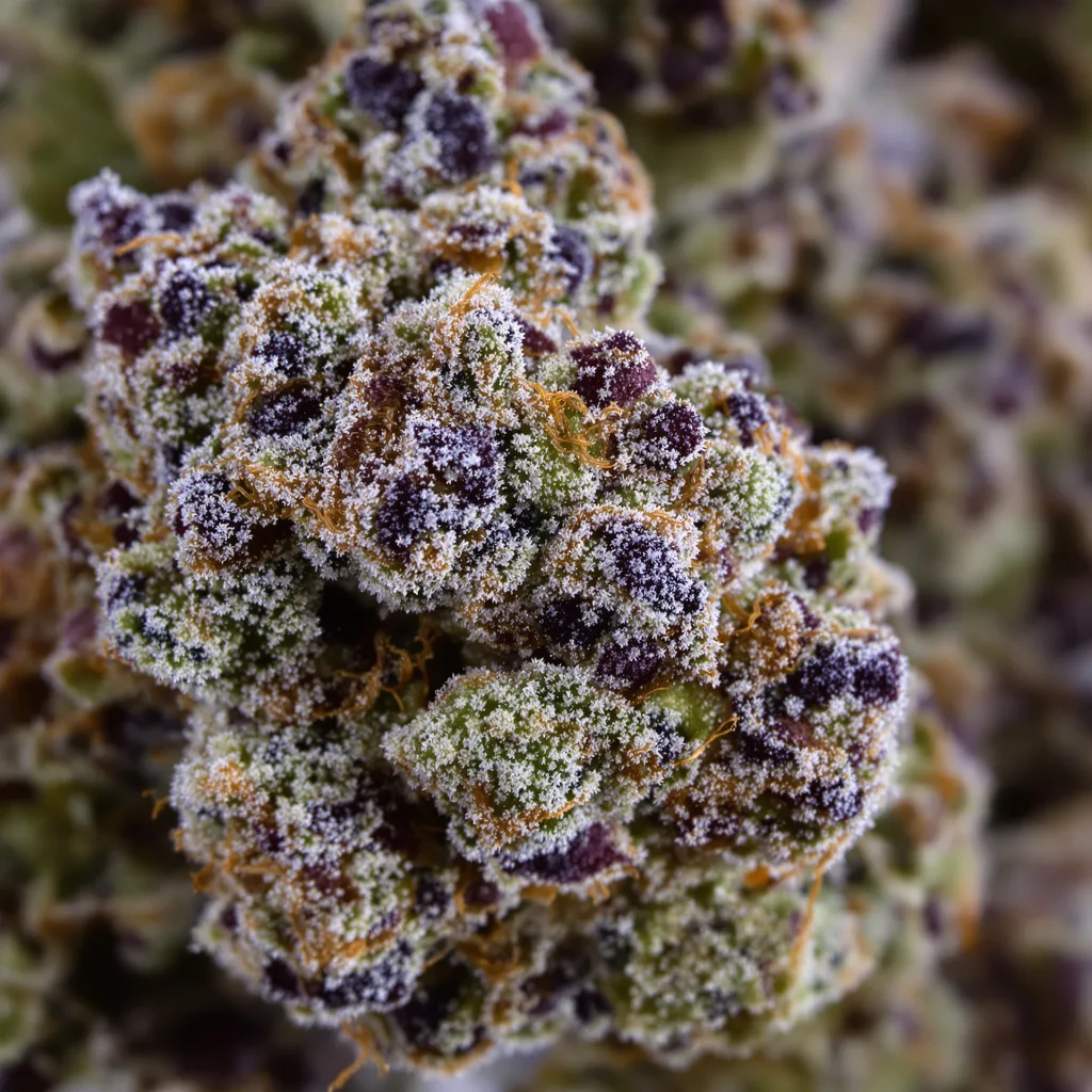 Gros plan de fleur de cannabis Bubblegum Kush montrant calices denses aux reflets violets