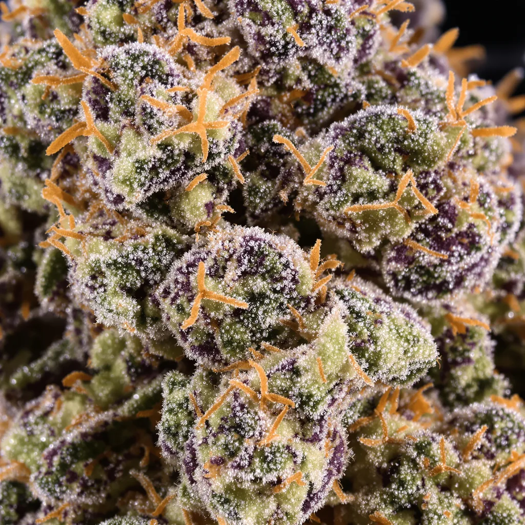 Gros plan de fleur de cannabis Buckeye Purple montrant calices denses aux reflets violets