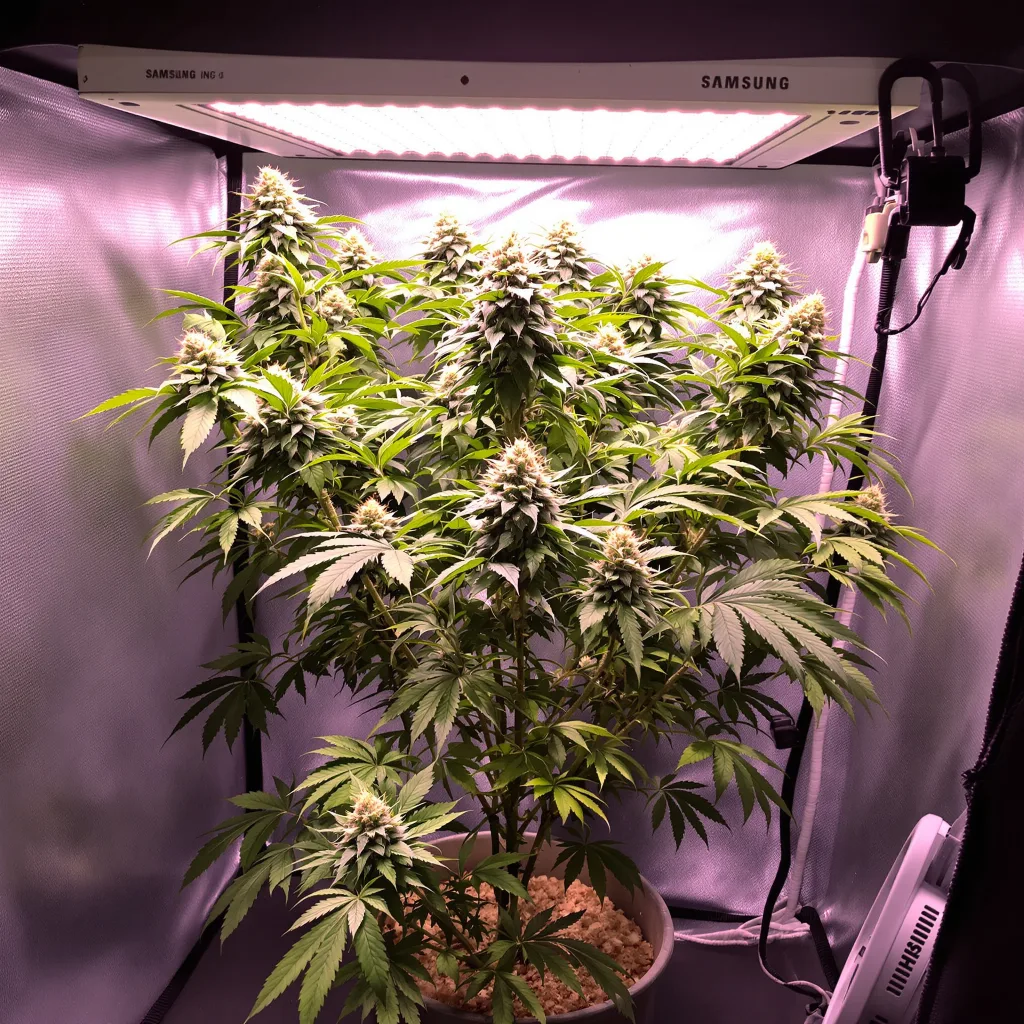 Plante de cannabis Buddha Tahoe en floraison — 90-130 cm féminisée