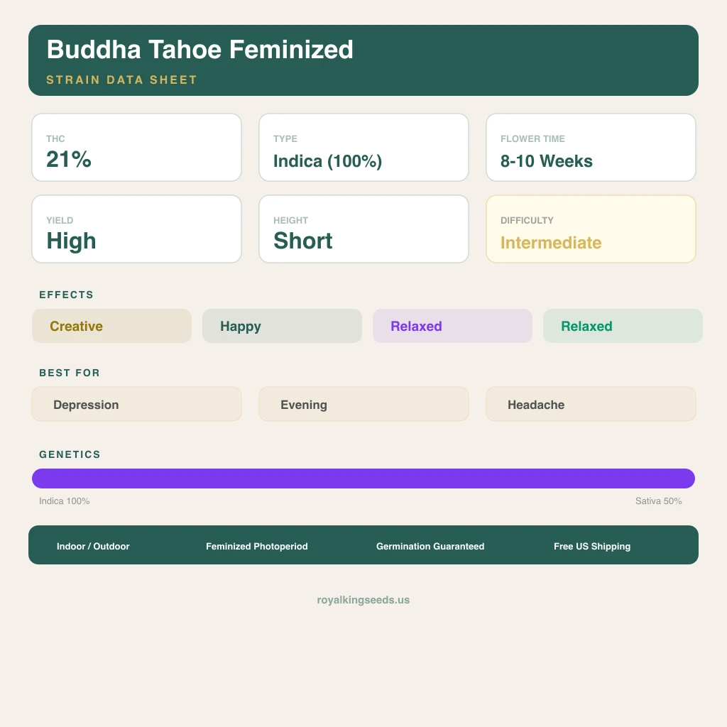 Buddha Tahoe 100% indica / 50% sativa — fleur avec trichomes visibles