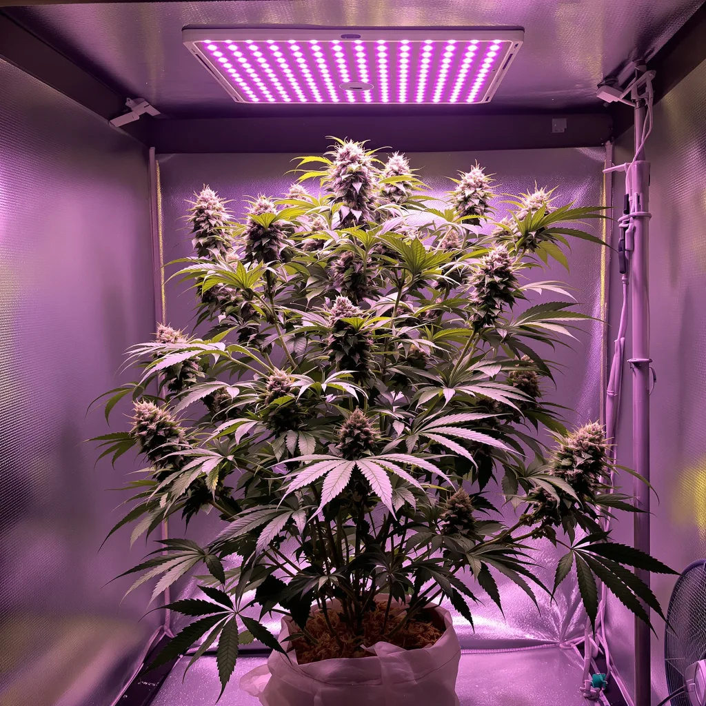 Plante de cannabis Burkle en floraison — 60-100 cm autofloraison