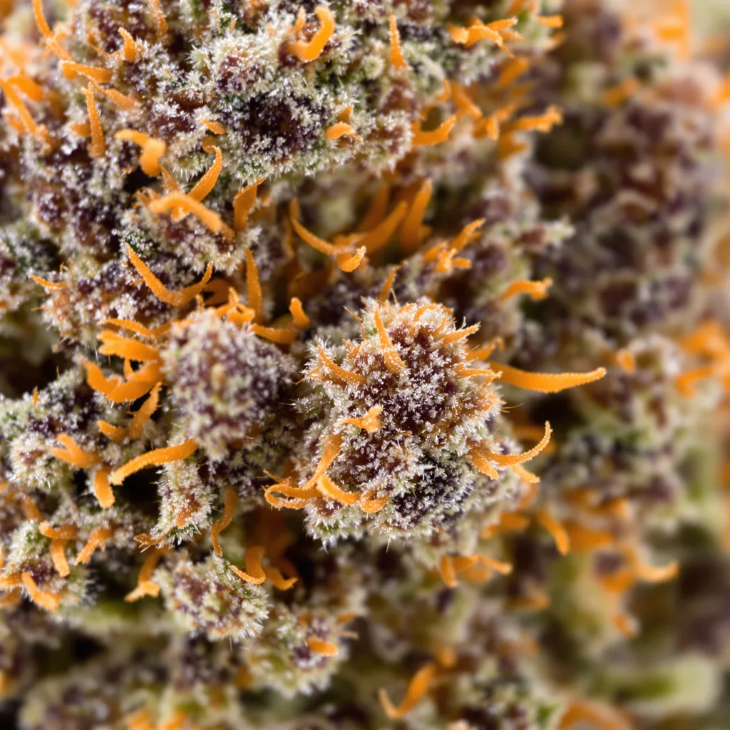 Gros plan de fleur de cannabis Burkle montrant calices denses aux reflets violets
