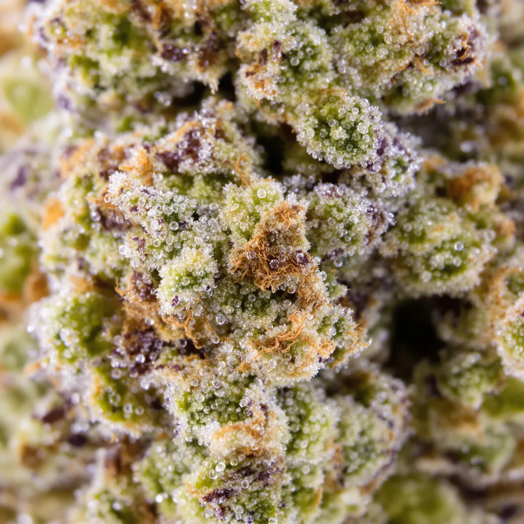 Gros plan de fleur de cannabis Cadillac Purple montrant nugs denses vert forêt