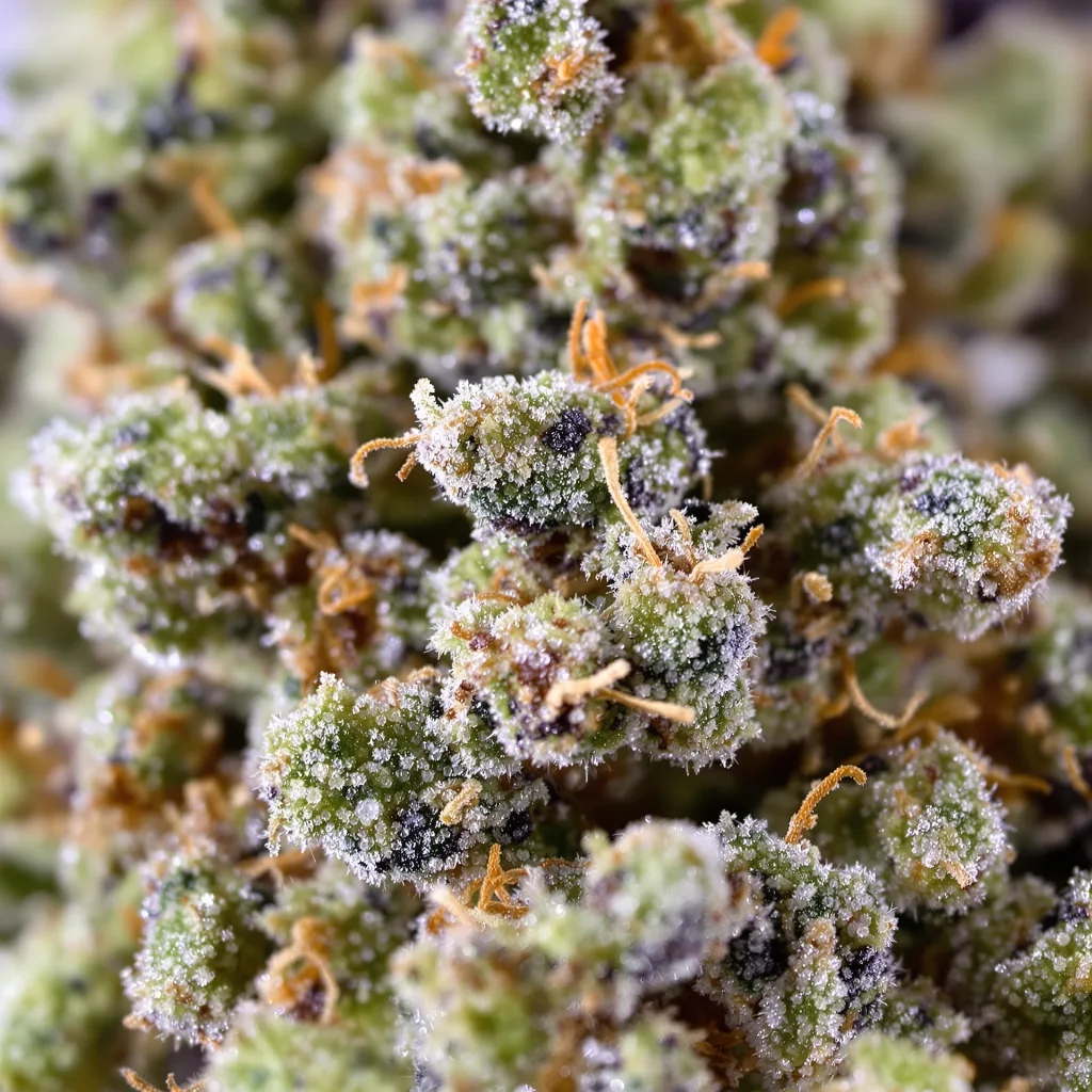 Gros plan de fleur de cannabis California Orange montrant structure équilibrée avec trichomes givrés