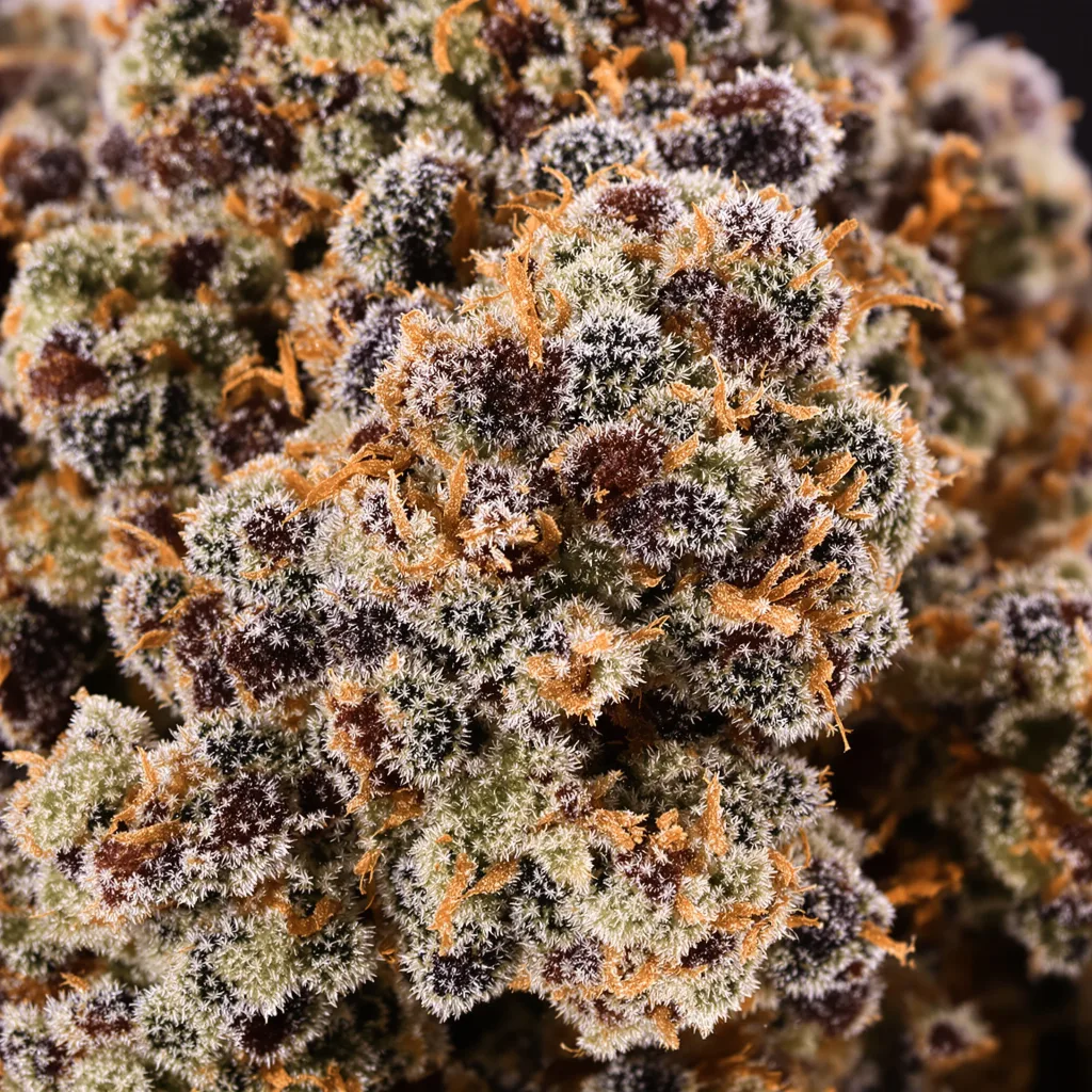 Gros plan de fleur de cannabis Candy Cane montrant calices denses aux reflets violets