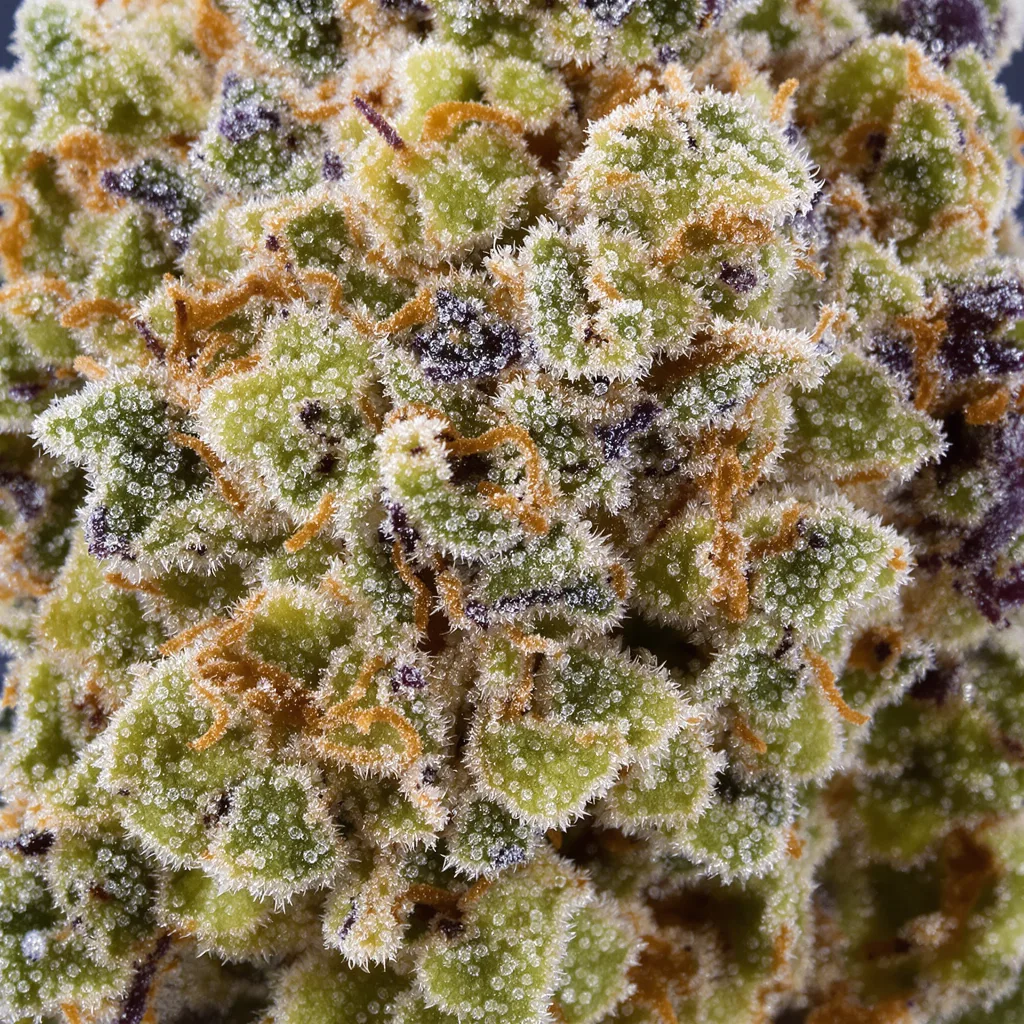 Gros plan de fleur de cannabis Canna-Tsu Kush montrant structure équilibrée avec trichomes givrés