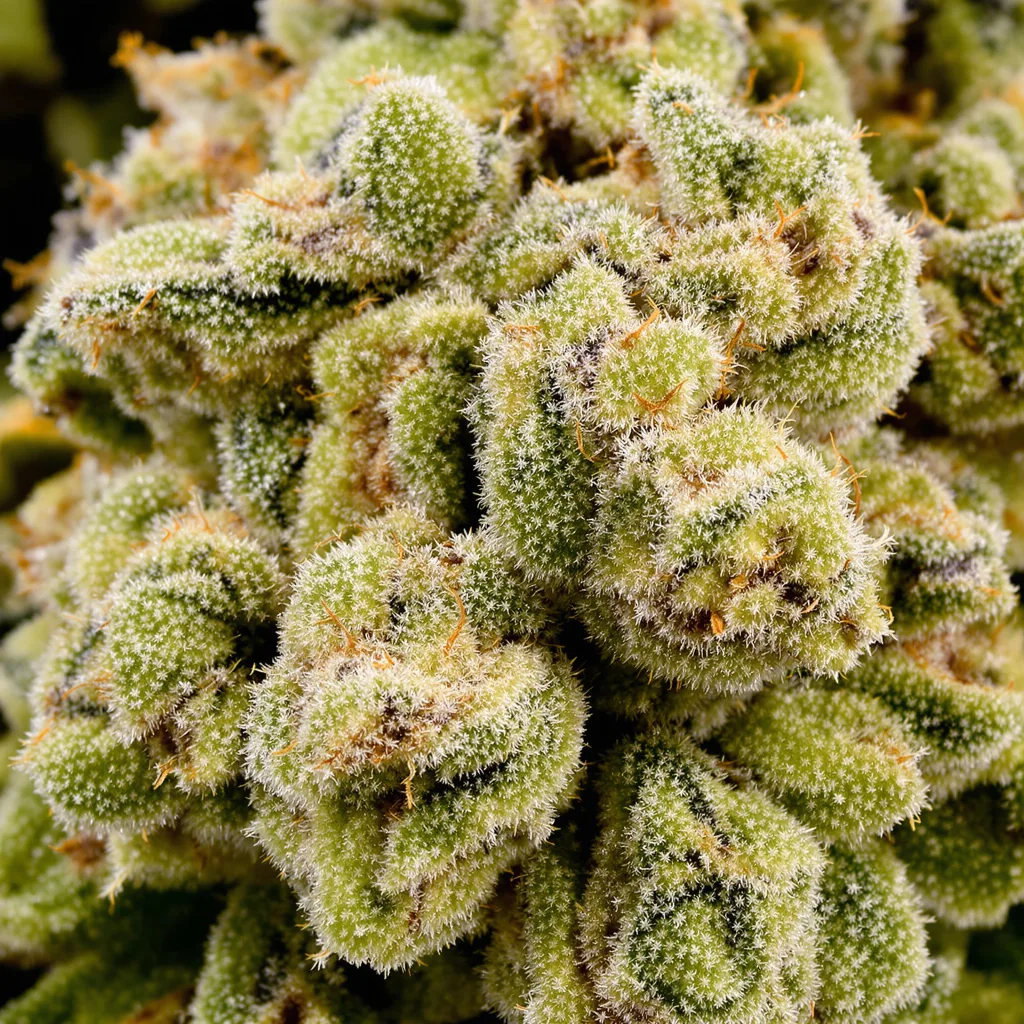 Gros plan de fleur de cannabis Cannalope Haze montrant structure aérée vert lime