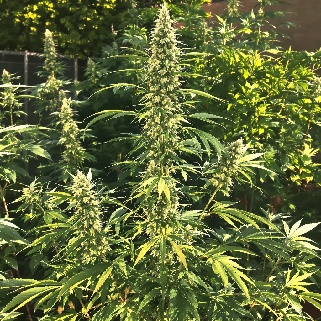 Cannalope Haze 10% indica / 90% sativa — fleur avec trichomes visibles
