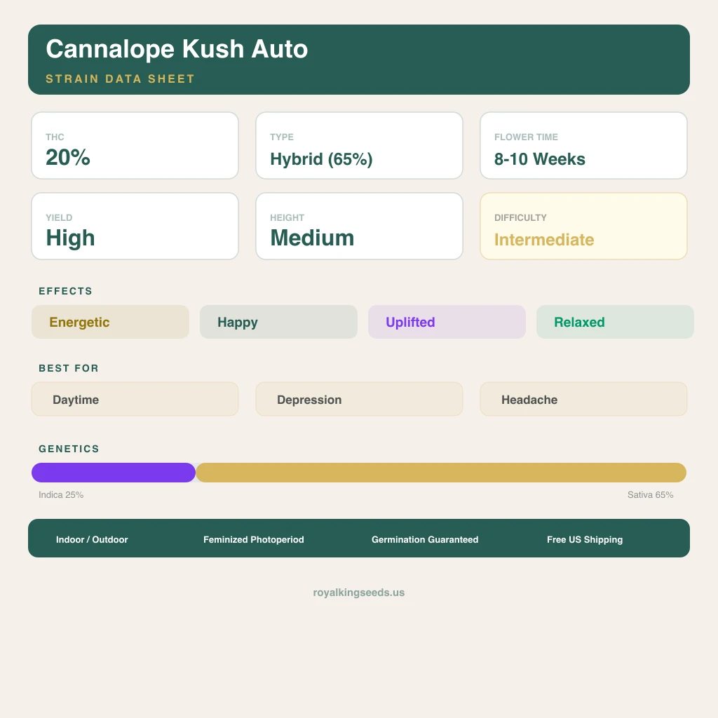 Cannalope Kush 25% indica / 65% sativa — fleur avec trichomes visibles
