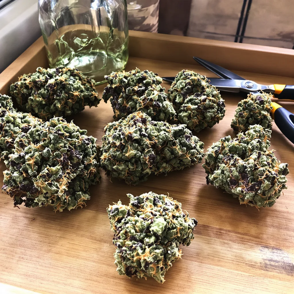 Cannatonic 84% indica / 16% sativa — fleur avec trichomes visibles
