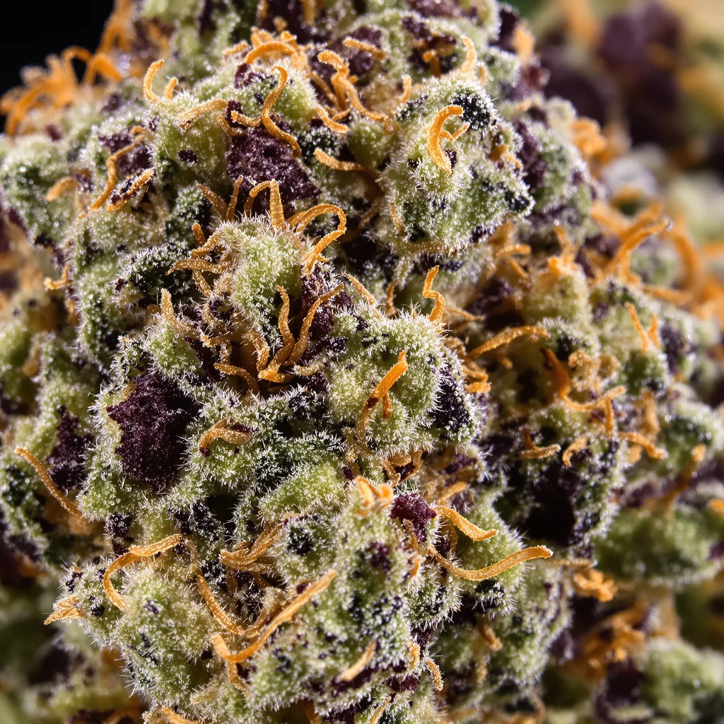 Gros plan de fleur de cannabis Cannatonic montrant calices denses aux reflets violets