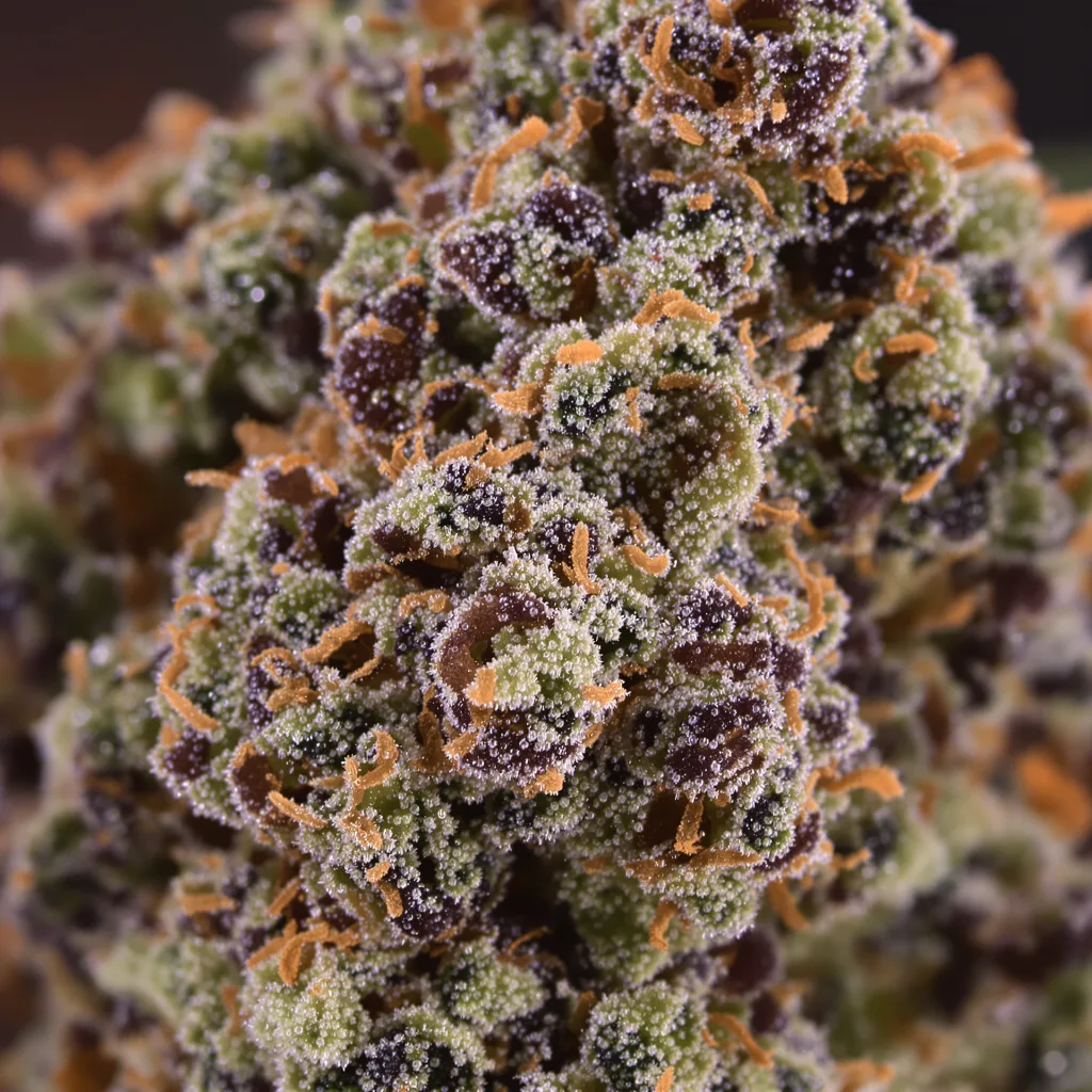 Gros plan de fleur de cannabis Cascadia Kush montrant calices denses aux reflets violets